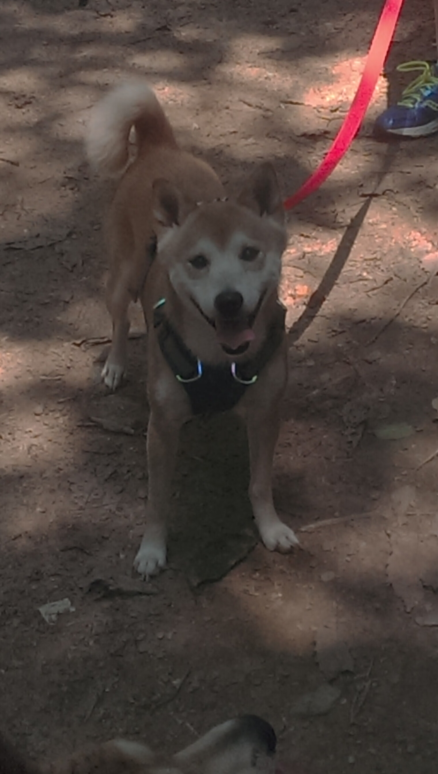 北欧风暴席卷塞维利亚，厄德高一射两传导演贝蒂斯戏剧性逆转