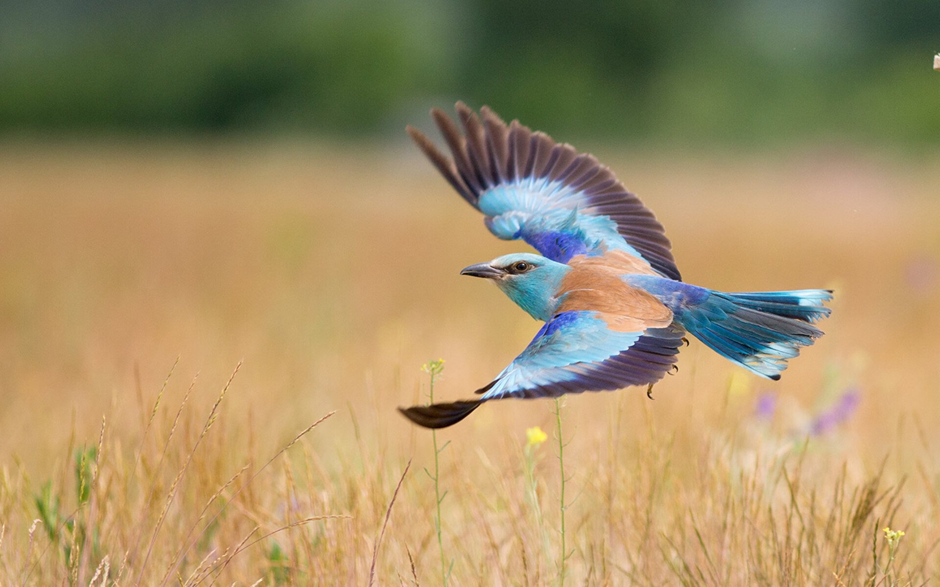当哈茨斯唤醒蓝桥，利物浦已穿越玻利维亚高原