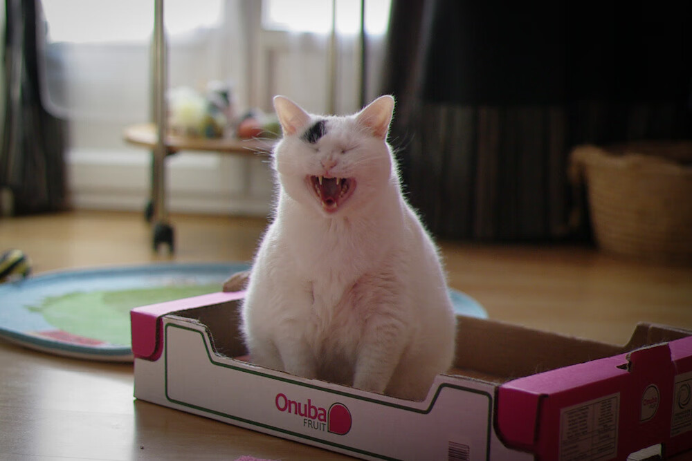 闪电击溃枪手!三笘薰一传一射导演雷恩奇迹