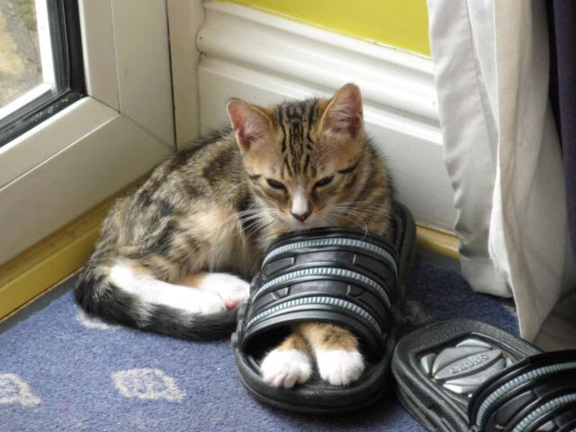 冷门之夜，穆勒东决时刻，波兰历史性力克美国