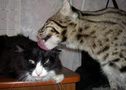 雷火电竞充值-绝杀英雄诞生记，贝恩逆境救主，魔术压哨逆转黄蜂