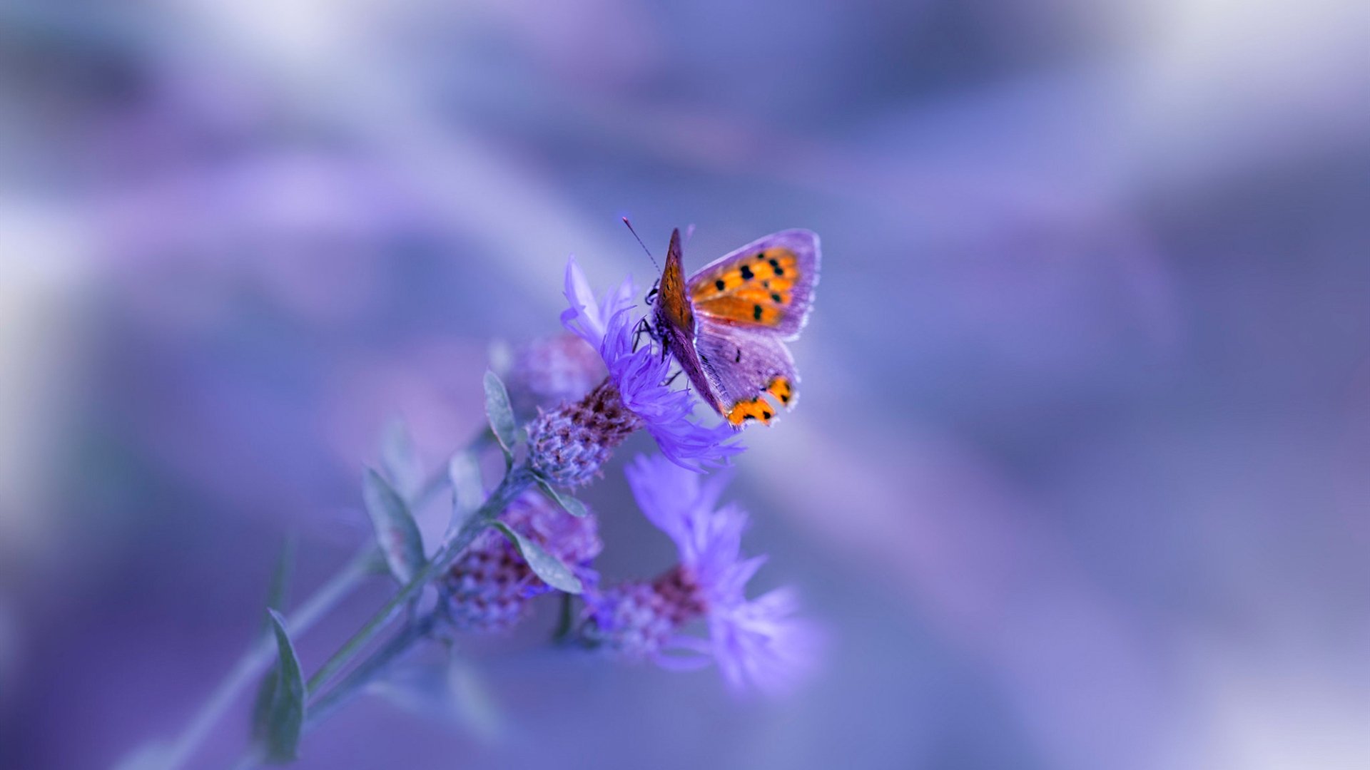 雷火电竞网站-拉齐奥狙击手，一场俱乐部比赛如何终结韩国的世界排名保卫战