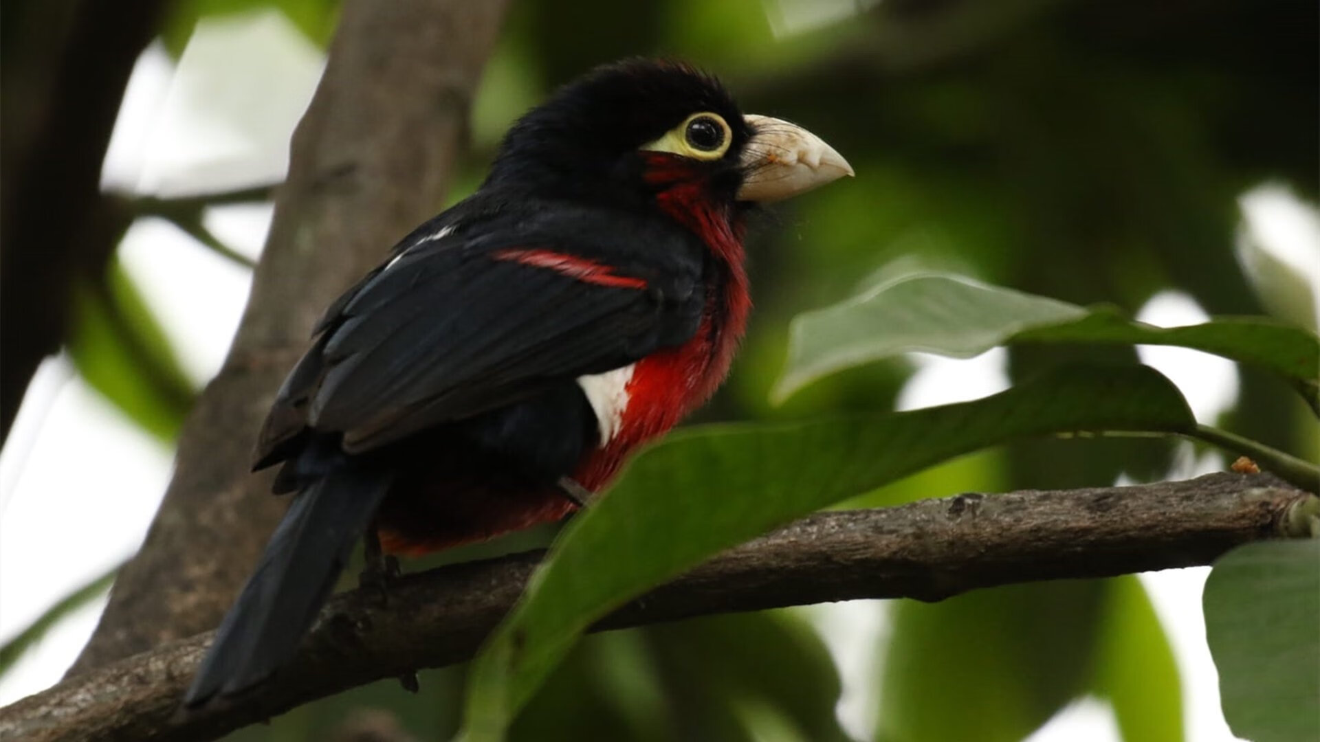 禁区内的最佳防守球员，国家德比夜惊现戈贝尔式防守艺术