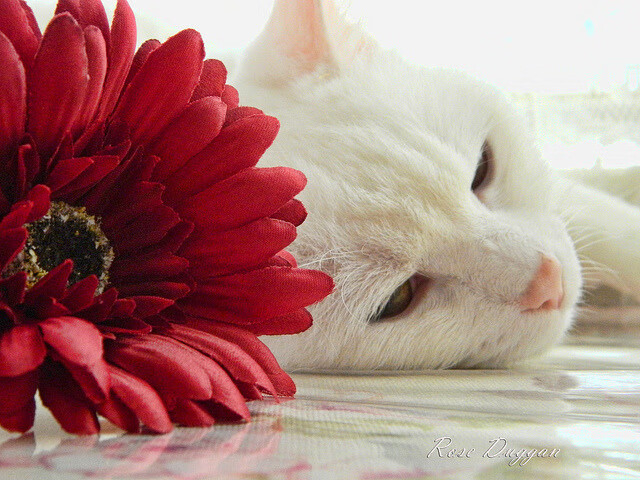 雷火电竞主播-神兵天降！贝林厄姆一剑封喉，洪都拉斯爆冷力克墨西哥夺魁