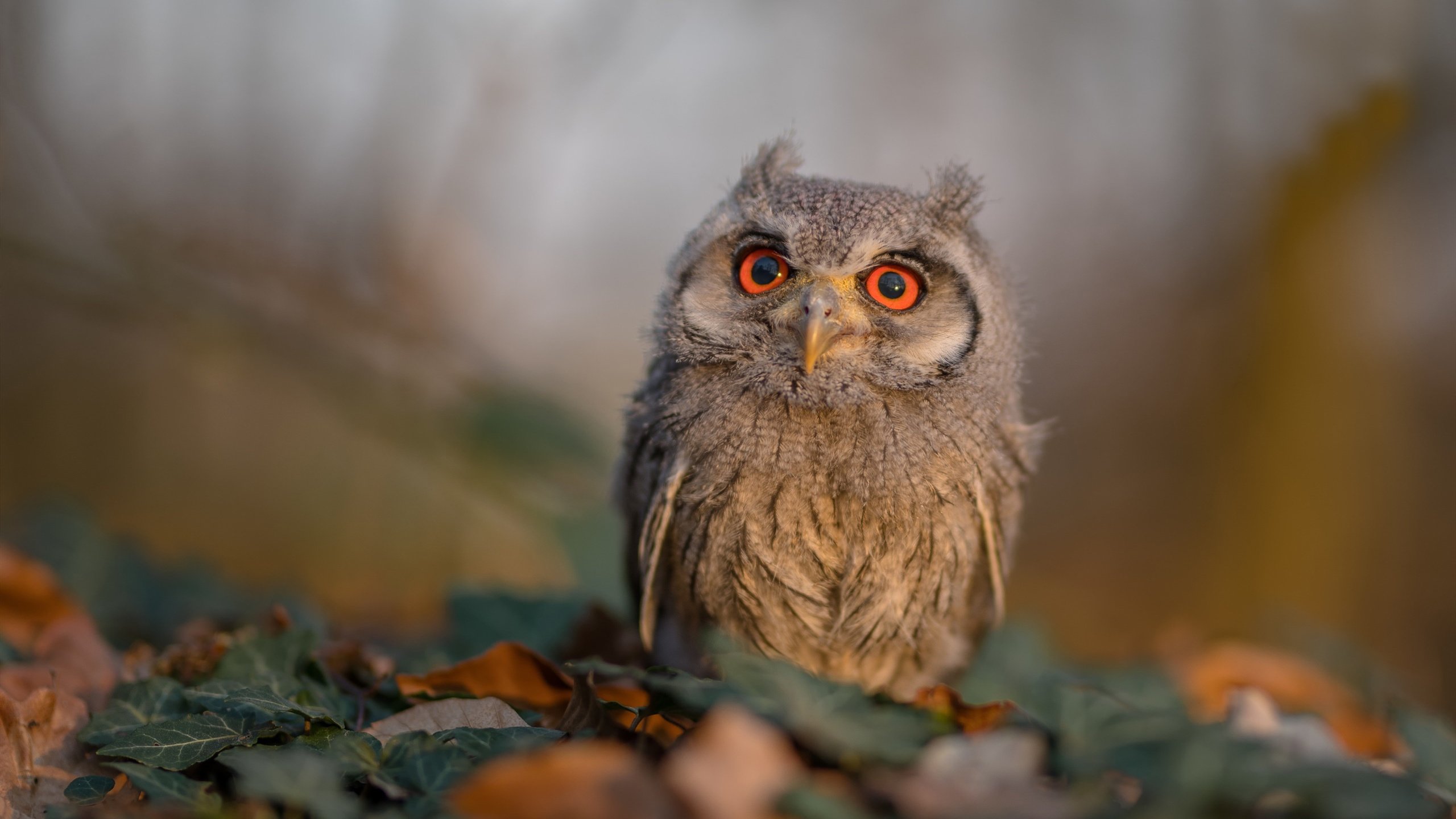 神兵天降！贝林厄姆一剑封喉，洪都拉斯爆冷力克墨西哥夺魁